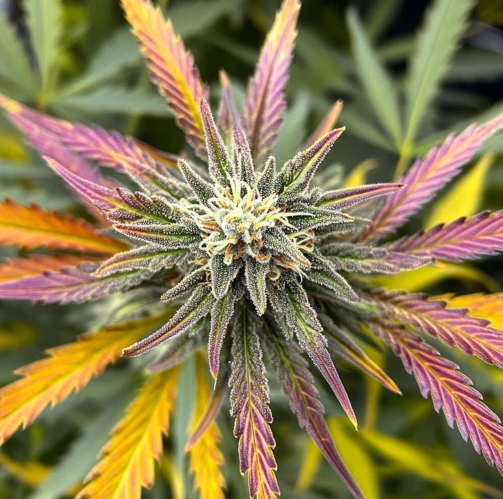 CBD Indica, Indica Effects, Indica vs Sativa, Buy Indica in the USA, Best Indica Strains